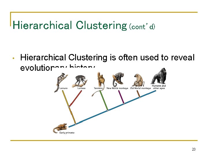 Hierarchical Clustering (cont’d) • Hierarchical Clustering is often used to reveal evolutionary history 23