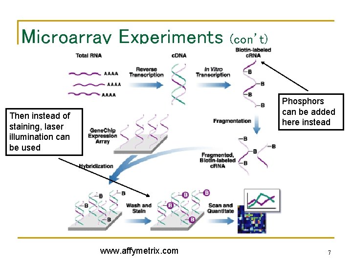 Microarray Experiments (con’t) Phosphors can be added here instead Then instead of staining, laser