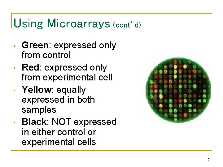 Using Microarrays (cont’d) • • Green: expressed only from control Red: expressed only from