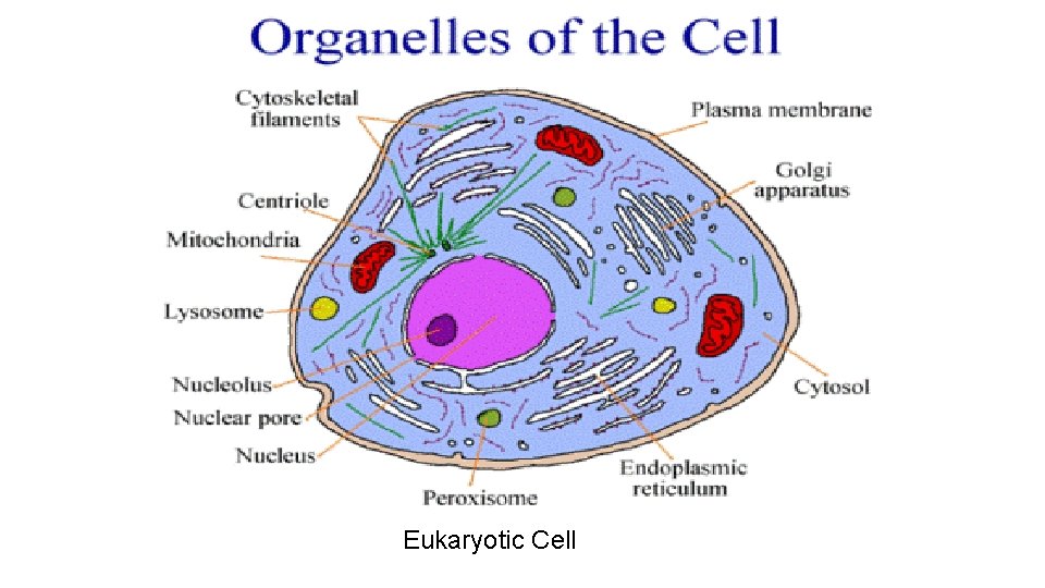 Eukaryotic Cell 