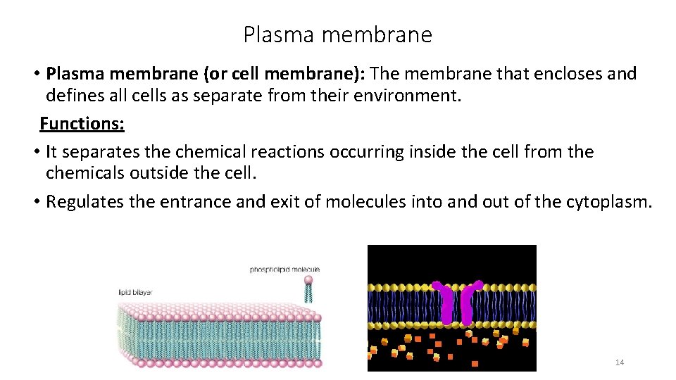 Plasma membrane • Plasma membrane (or cell membrane): The membrane that encloses and defines