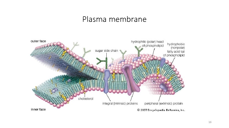 Plasma membrane 16 