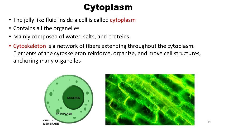Cytoplasm • The jelly like fluid inside a cell is called cytoplasm • Contains