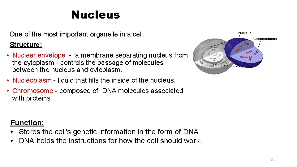 Nucleus One of the most important organelle in a cell. Structure: • Nuclear envelope