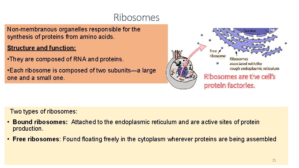 Ribosomes Non-membranous organelles responsible for the synthesis of proteins from amino acids. Structure and