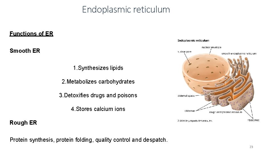 Endoplasmic reticulum Functions of ER Smooth ER 1. Synthesizes lipids 2. Metabolizes carbohydrates 3.