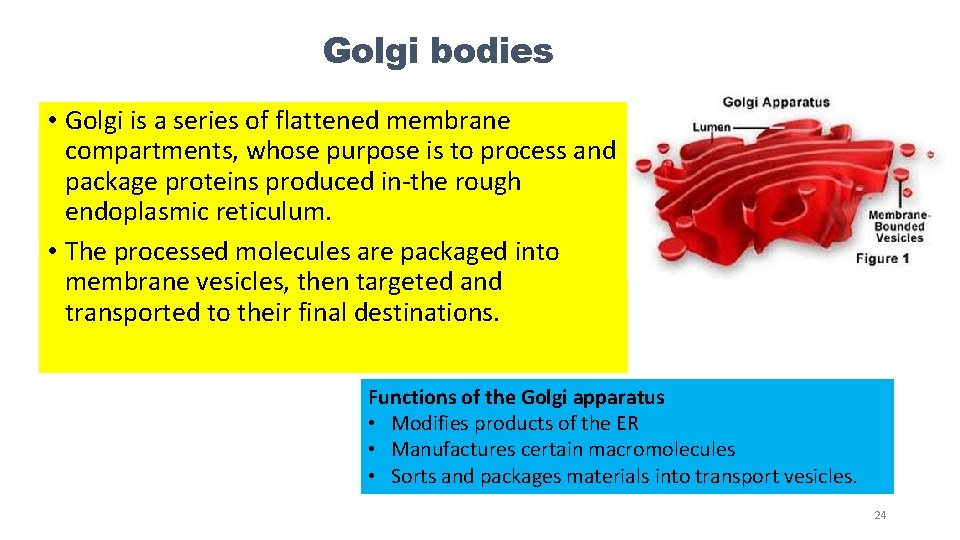 Golgi bodies • Golgi is a series of flattened membrane compartments, whose purpose is