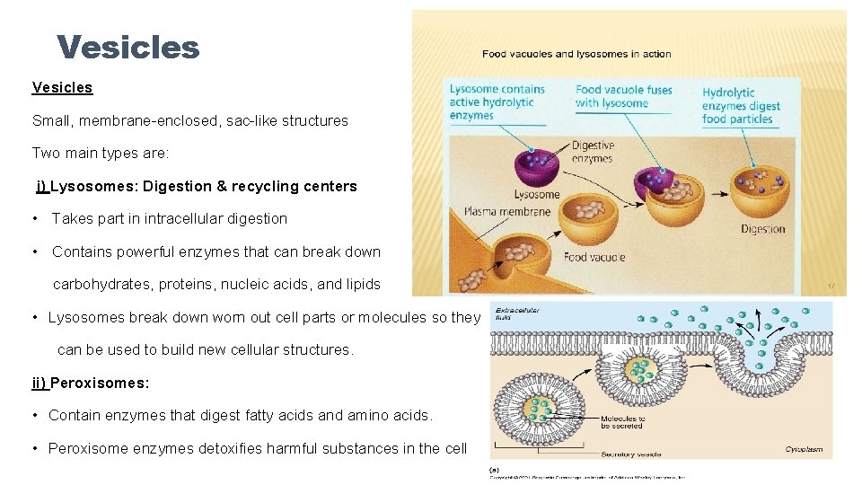 Vesicles Small, membrane-enclosed, sac-like structures Two main types are: i) Lysosomes: Digestion & recycling