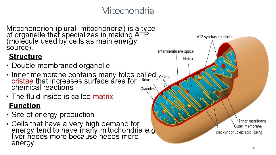 Mitochondria Mitochondrion (plural, mitochondria) is a type of organelle that specializes in making ATP