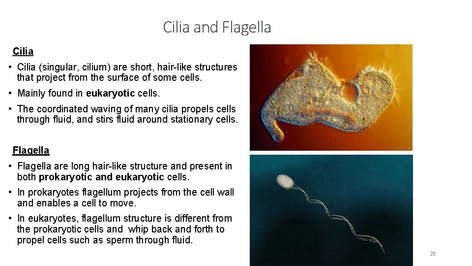 Cilia and Flagella Cilia • Cilia (singular, cilium) are short, hair-like structures that project