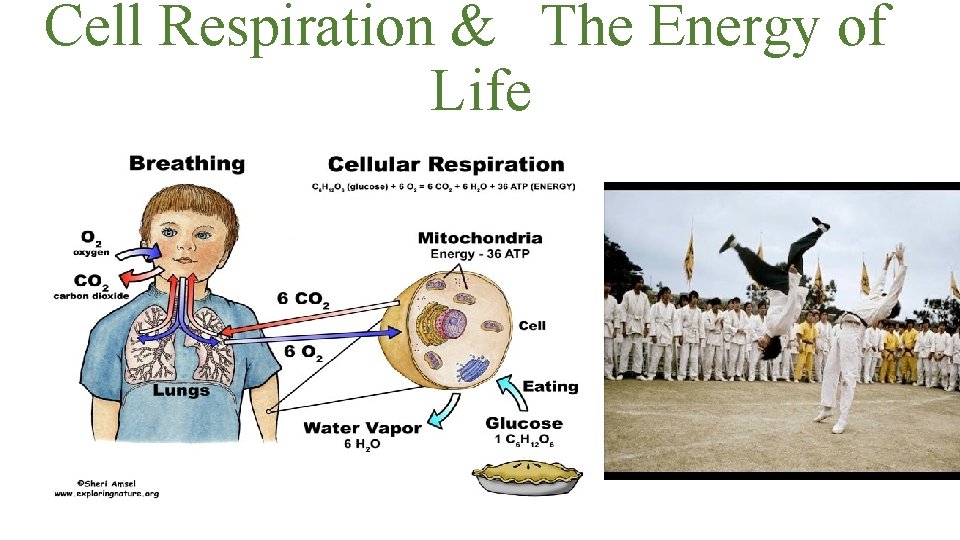 Cell Respiration & The Energy of Life 