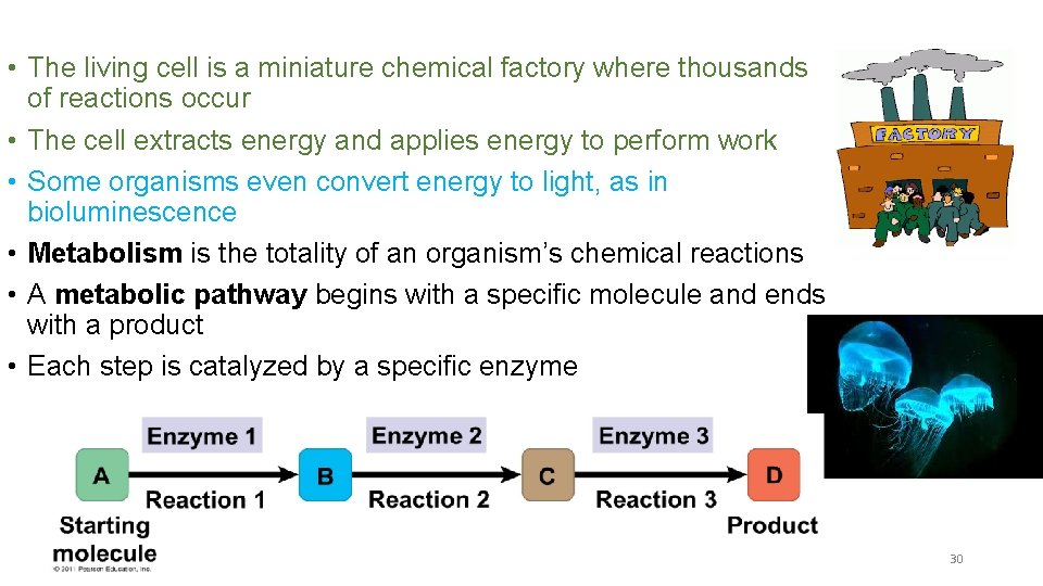  • The living cell is a miniature chemical factory where thousands of reactions