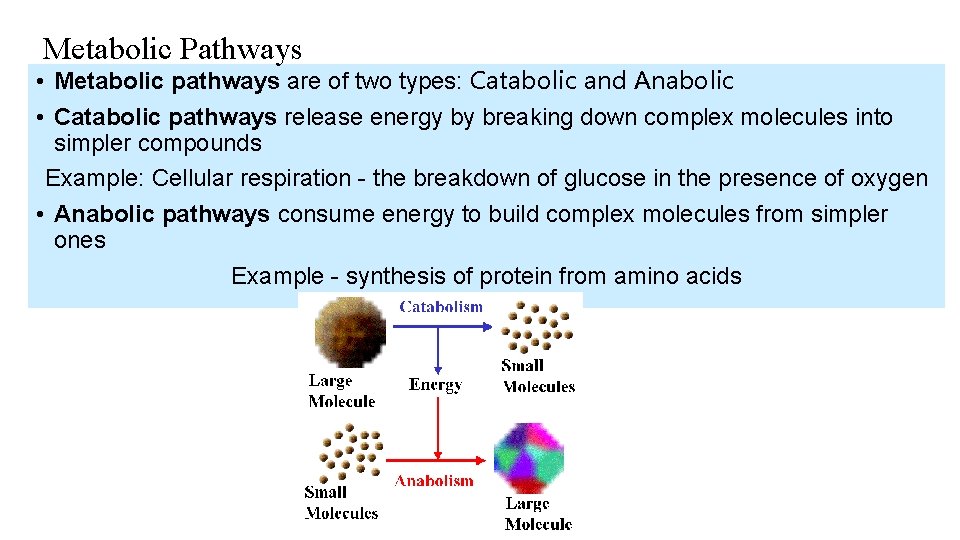 Metabolic Pathways • Metabolic pathways are of two types: Catabolic and Anabolic • Catabolic