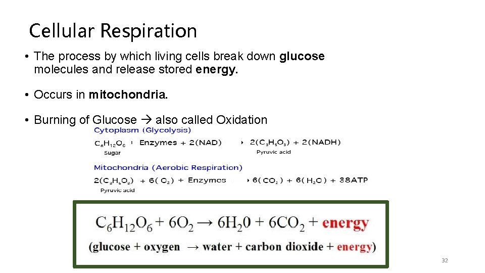 Cellular Respiration • The process by which living cells break down glucose molecules and