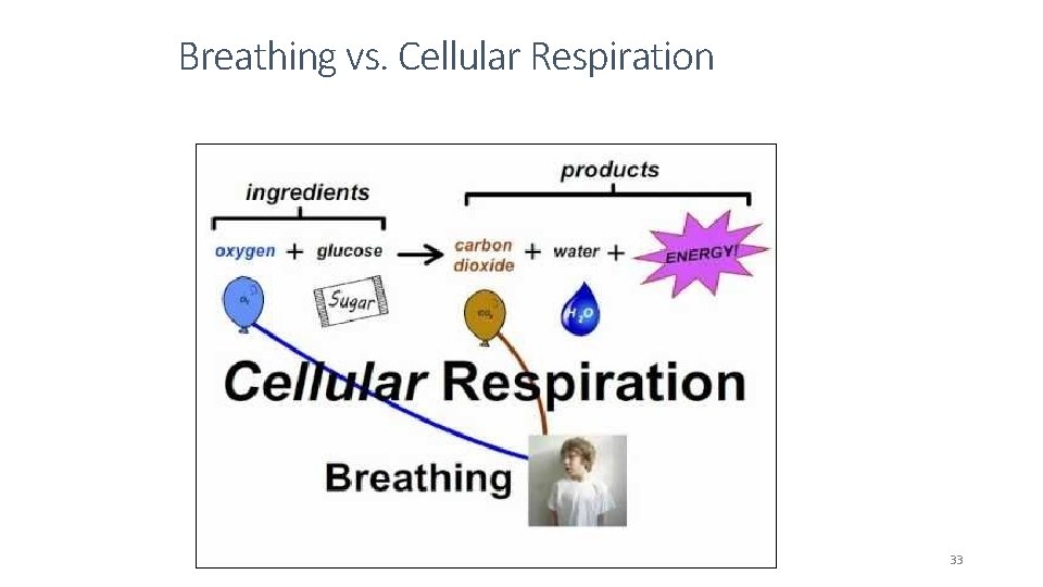 Breathing vs. Cellular Respiration 33 