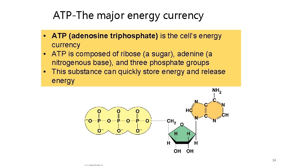 ATP-The major energy currency • ATP (adenosine triphosphate) is the cell’s energy currency •