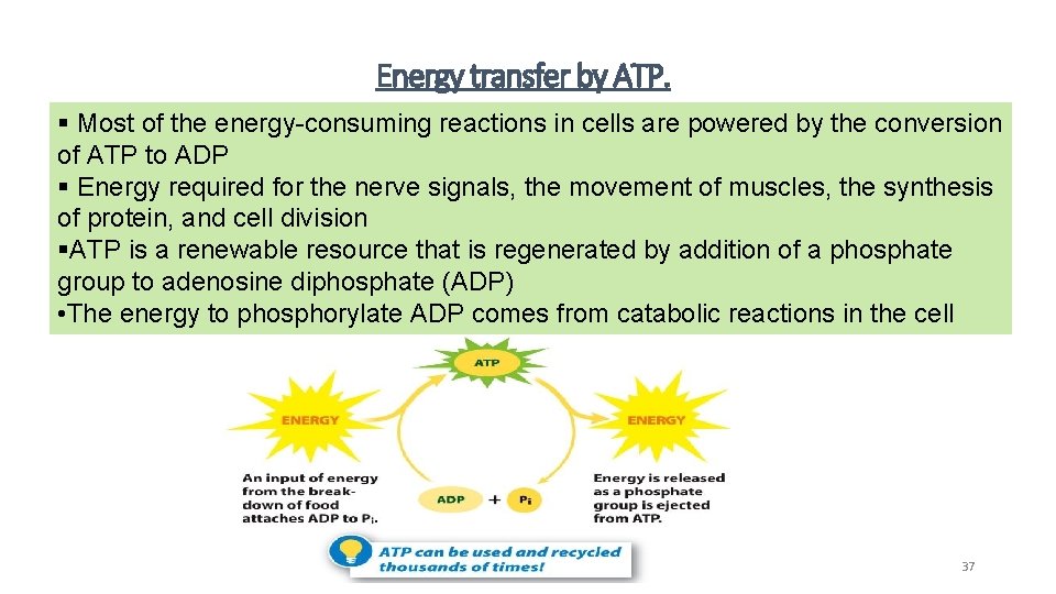 Energy transfer by ATP. § Most of the energy-consuming reactions in cells are powered