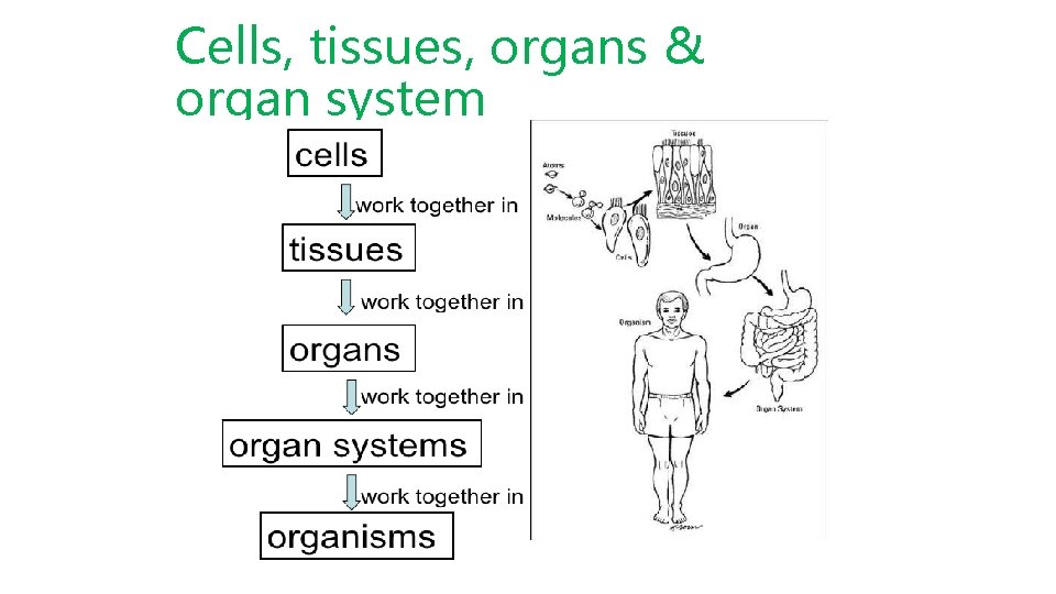 Cells, tissues, organs & organ system 