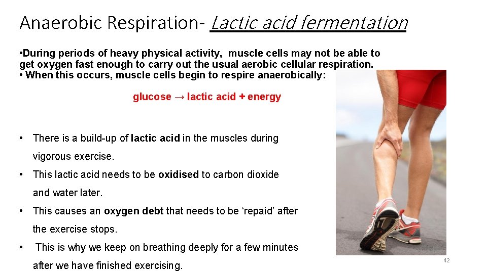 Anaerobic Respiration- Lactic acid fermentation • During periods of heavy physical activity, muscle cells