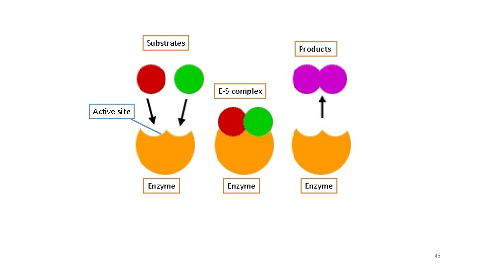 Substrates Products E-S complex Active site Enzyme 45 