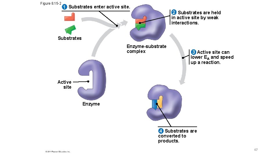 Figure 8. 15 -2 1 Substrates enter active site. 2 Substrates are held in