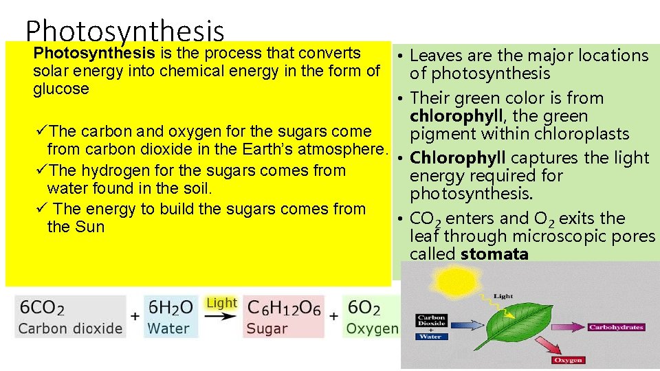 Photosynthesis is the process that converts • Leaves are the major locations solar energy