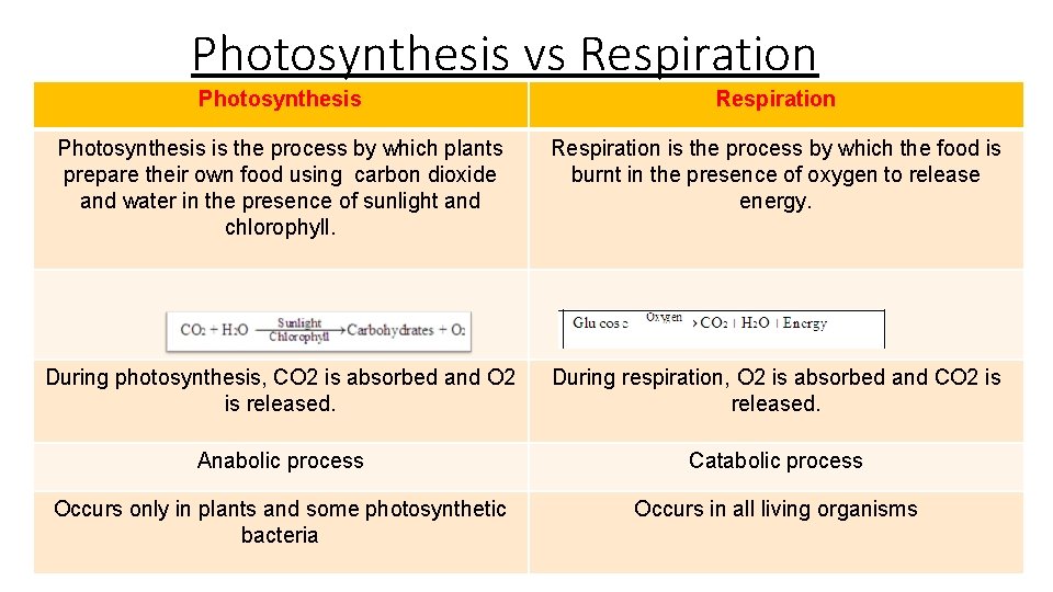Photosynthesis vs Respiration Photosynthesis is the process by which plants prepare their own food