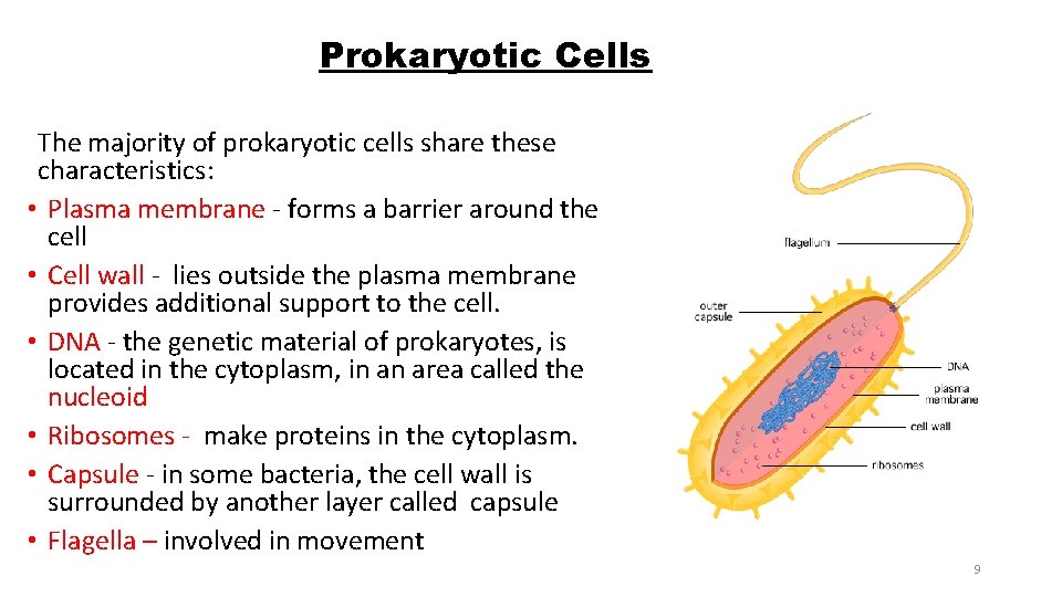 Prokaryotic Cells The majority of prokaryotic cells share these characteristics: • Plasma membrane -