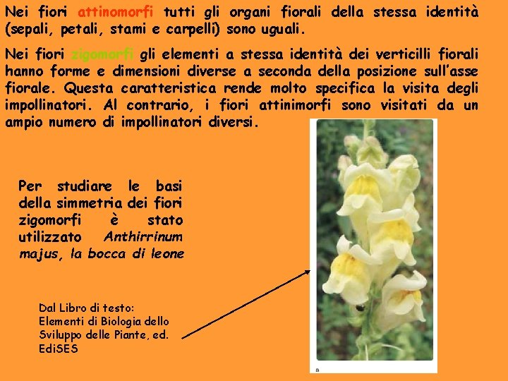 Nei fiori attinomorfi tutti gli organi fiorali della stessa identità (sepali, petali, stami e