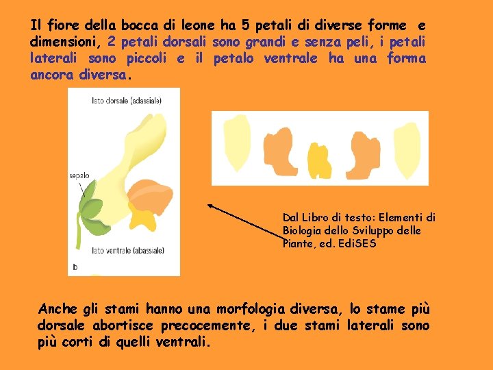 Il fiore della bocca di leone ha 5 petali di diverse forme e dimensioni,