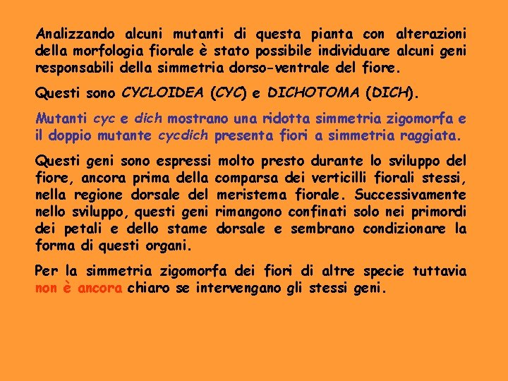 Analizzando alcuni mutanti di questa pianta con alterazioni della morfologia fiorale è stato possibile