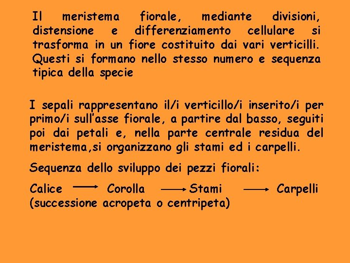 Il meristema fiorale, mediante divisioni, distensione e differenziamento cellulare si trasforma in un fiore