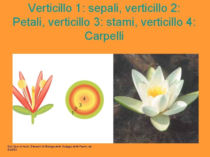 Verticillo 1: sepali, verticillo 2: Petali, verticillo 3: stami, verticillo 4: Carpelli Dal Libro