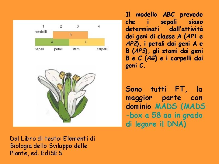 Il modello ABC prevede che i sepali siano determinati dall’attività dei geni di classe