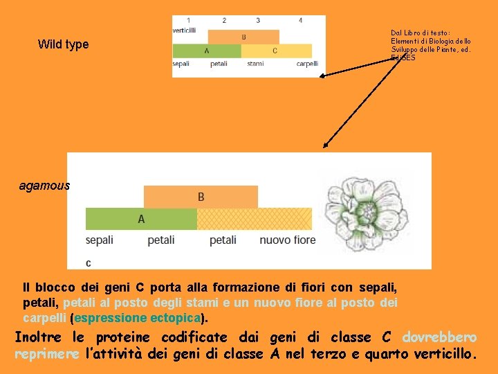 Wild type Dal Libro di testo: Elementi di Biologia dello Sviluppo delle Piante, ed.