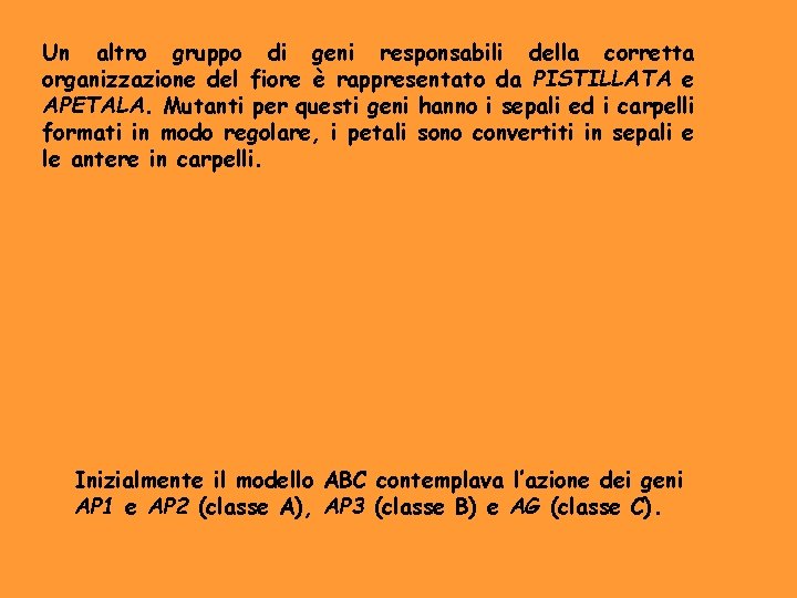 Un altro gruppo di geni responsabili della corretta organizzazione del fiore è rappresentato da