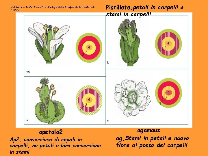 Dal Libro di testo: Elementi di Biologia dello Sviluppo delle Piante, ed. Edi. SES