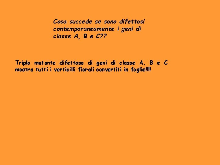 Cosa succede se sono difettosi contemporaneamente i geni di classe A, B e C?