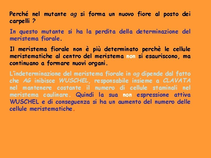 Perché nel mutante ag si forma un nuovo fiore al posto dei carpelli ?