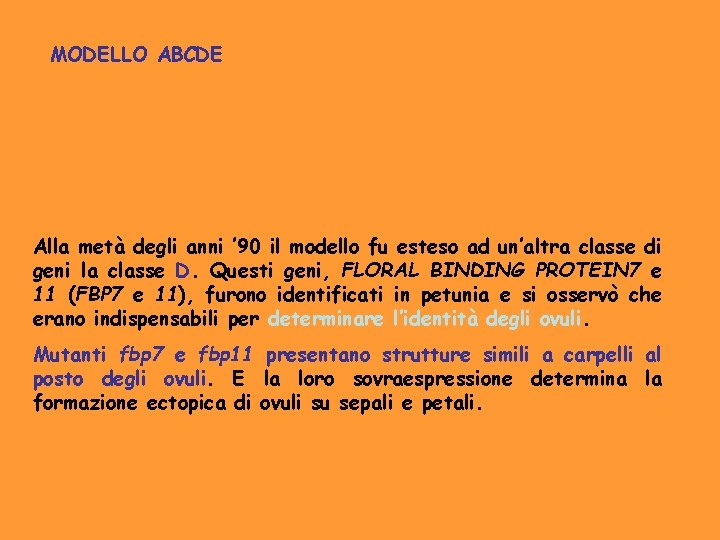 MODELLO ABCDE Alla metà degli anni ’ 90 il modello fu esteso ad un’altra