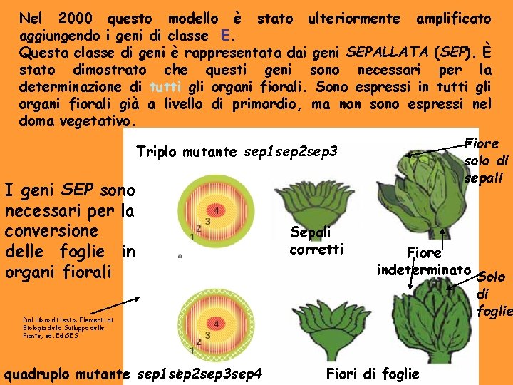 Nel 2000 questo modello è stato ulteriormente amplificato aggiungendo i geni di classe E.