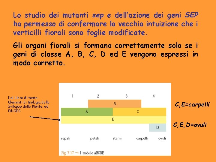 Lo studio dei mutanti sep e dell’azione dei geni SEP ha permesso di confermare