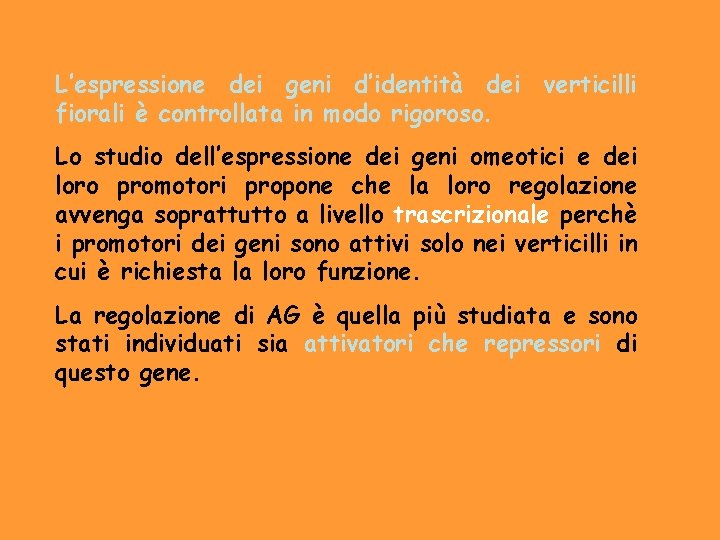 L’espressione dei geni d’identità dei verticilli fiorali è controllata in modo rigoroso. Lo studio