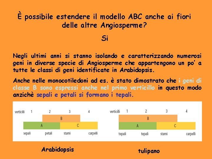 È possibile estendere il modello ABC anche ai fiori delle altre Angiosperme? Si Negli