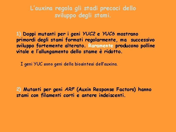 L’auxina regola gli stadi precoci dello sviluppo degli stami. 1) Doppi mutanti per i