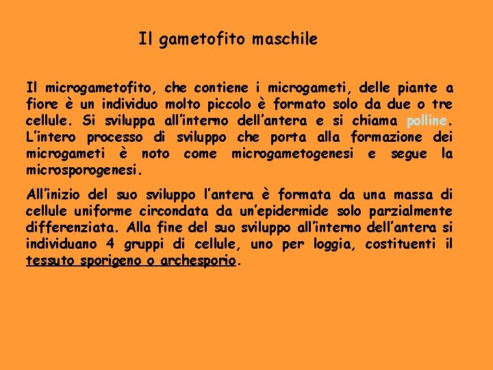 Il gametofito maschile Il microgametofito, che contiene i microgameti, delle piante a fiore è