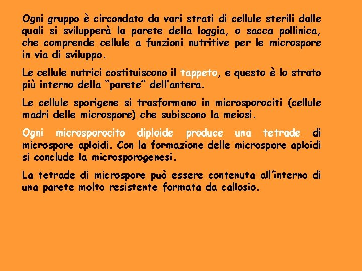Ogni gruppo è circondato da vari strati di cellule sterili dalle quali si svilupperà