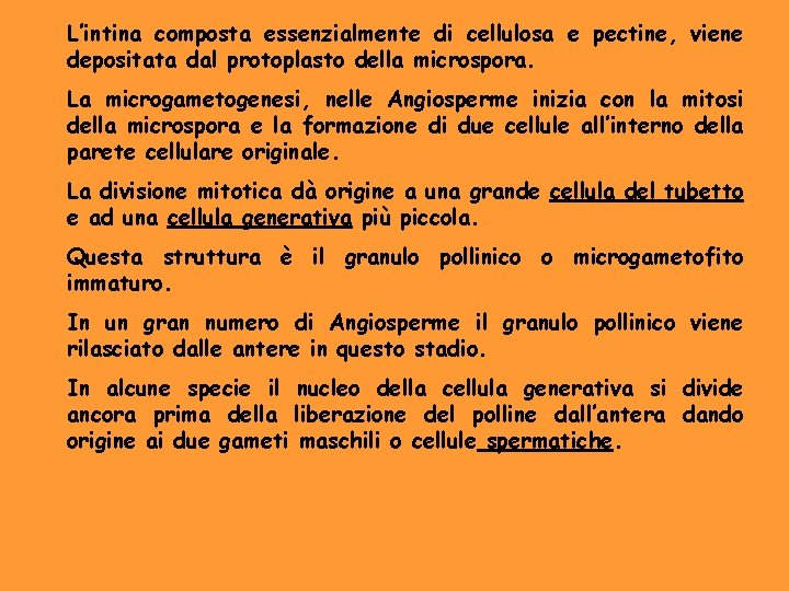 L’intina composta essenzialmente di cellulosa e pectine, viene depositata dal protoplasto della microspora. La