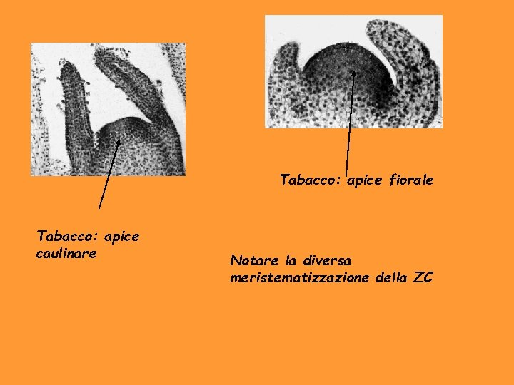 Tabacco: apice fiorale Tabacco: apice caulinare Notare la diversa meristematizzazione della ZC 