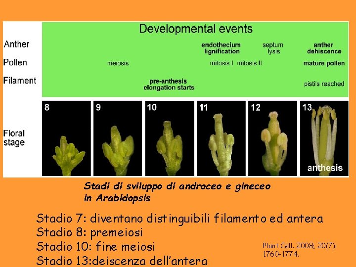 Stadi di sviluppo di androceo e gineceo in Arabidopsis Stadio 7: diventano distinguibili filamento